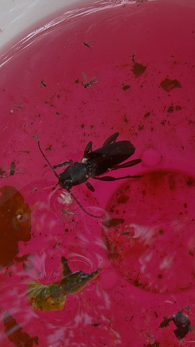 Arrowhead Borer