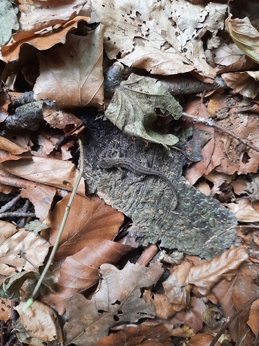 Smooth Newt
