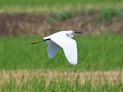 Western Little Egret