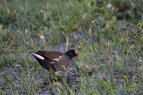Eurasian Moorhen