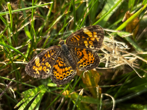 Pearl Crescent