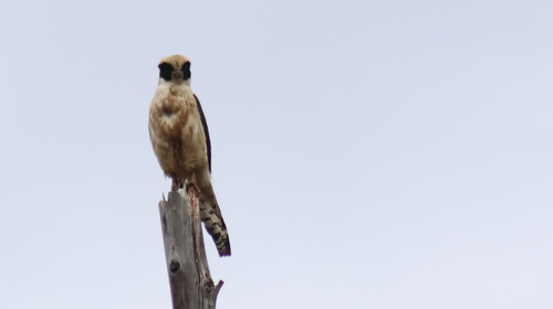 Laughing Falcon