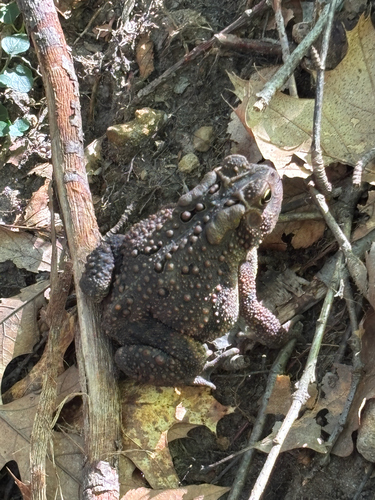 American Toad