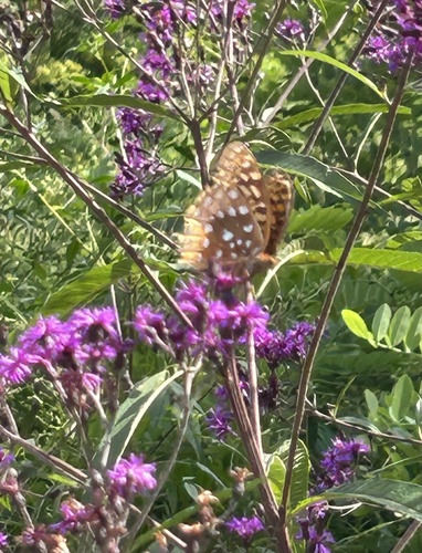 Great Spangled Fritillary