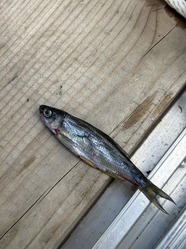 Golden Shiner