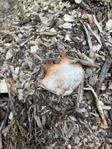 Dog Vomit Slime Mold