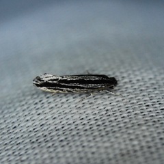 Nemapogon rileyi