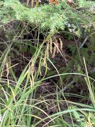 fringed sedge