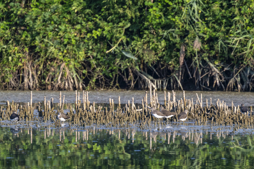 Green Sandpiper