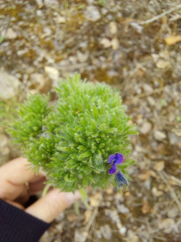blueweed gall mite