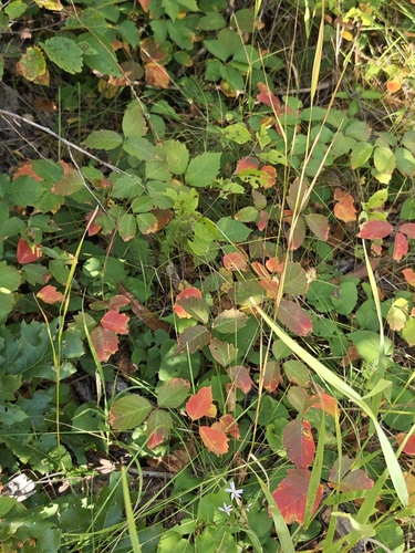 western poison ivy
