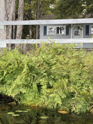 American Royal Fern