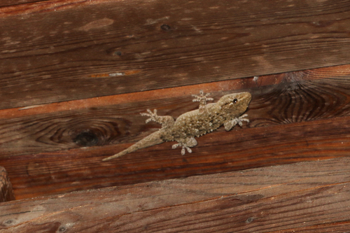 Moorish Gecko