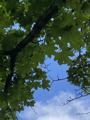 Acer platanoides