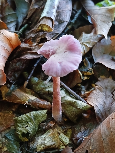 Amethyst Deceiver