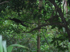 Trachypithecus obscurus styx