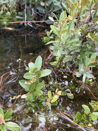 leatherleaf