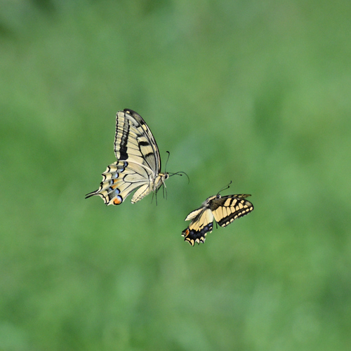 Old World Swallowtail