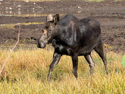 Moose