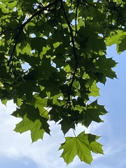 Acer platanoides