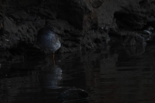 Common Redshank