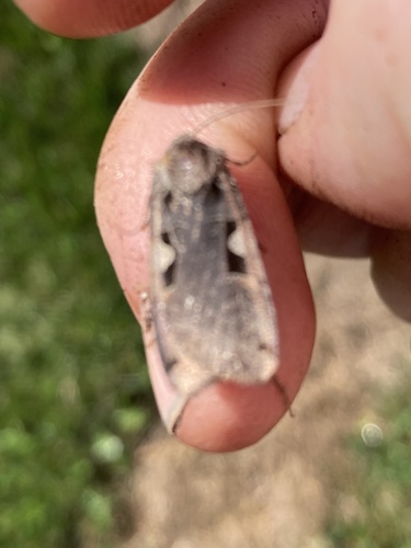Setaceous Hebrew Character