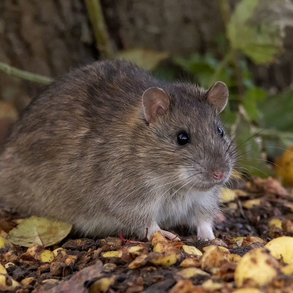 Серая крыса. Серая крыса (Пасюк) - Rattus norvegicus.. Серая крыса Пасюк. Rattus norvegicus. Красивая изящная серая крыса.