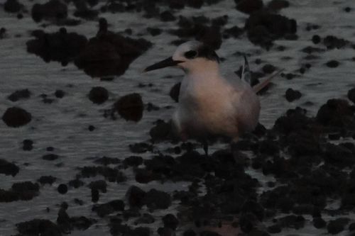 Sandwich Tern