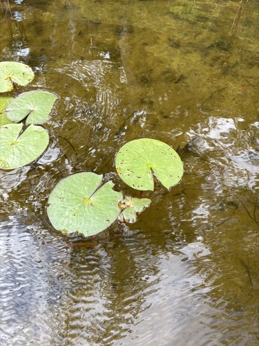 American white waterlily