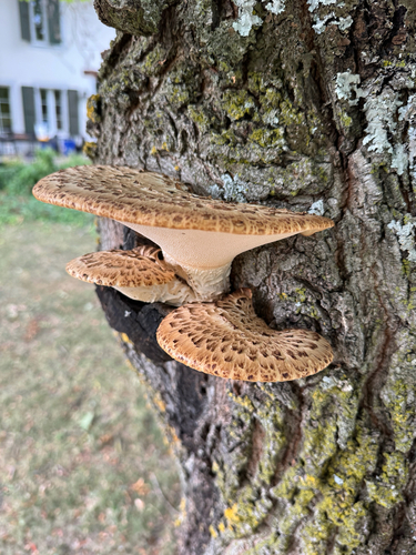 Dryad's Saddle