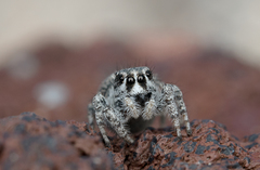 Habronattus amicus