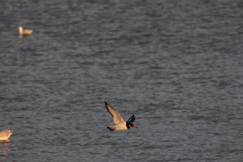Eurasian Oystercatcher
