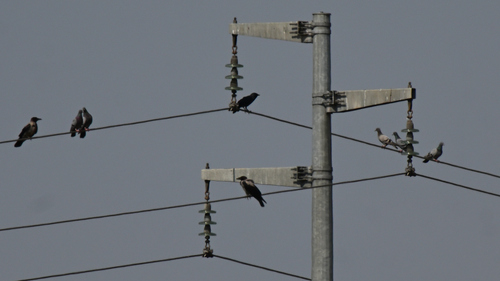 Eurasian Jackdaw