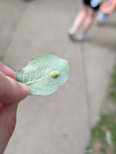 Sallow Pea-gall Sawfly