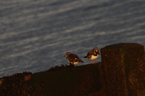 Ruddy Turnstone