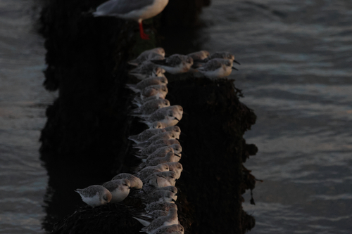 Sanderling