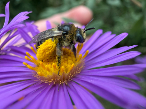 Drury's Long-horned Bee
