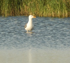 Larus fuscus barabensis
