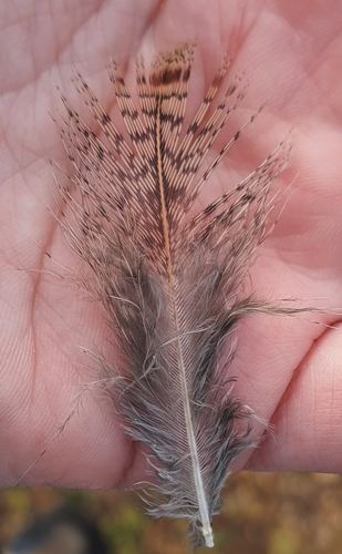 Plume de Perdrix grise