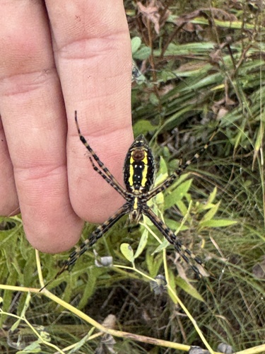 Banded Garden Spider