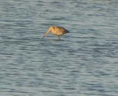 Limosa limosa