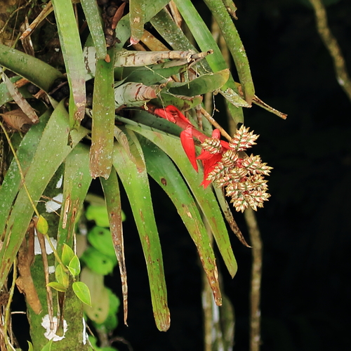 Aechmea chantinii