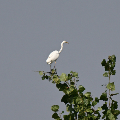 Western Great Egret