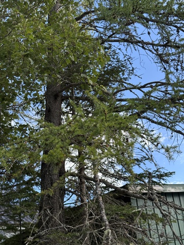 tamarack