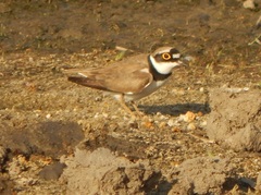 Charadrius dubius