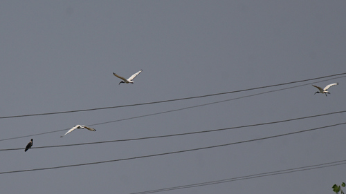 African Sacred Ibis