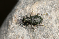 Elaphrus riparius