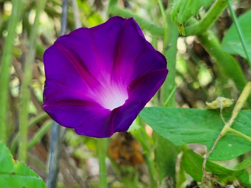 common morning-glory