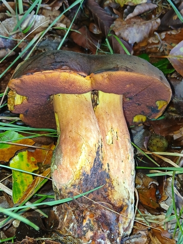 Dotted Stem Bolete