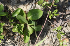 Carphephorus odoratissimus